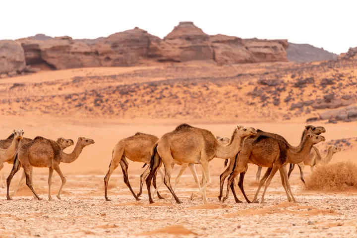 Algeria Sahara Wild Camel Desert in Algeria