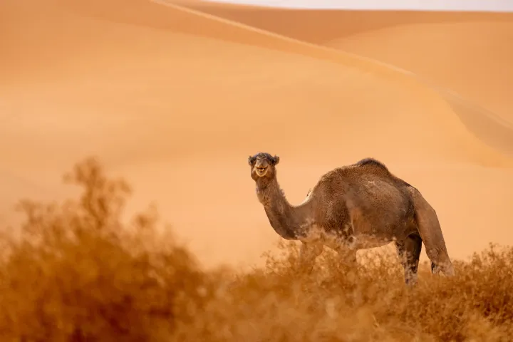 Algeria Sahara Wild Camel Desert in Algeria