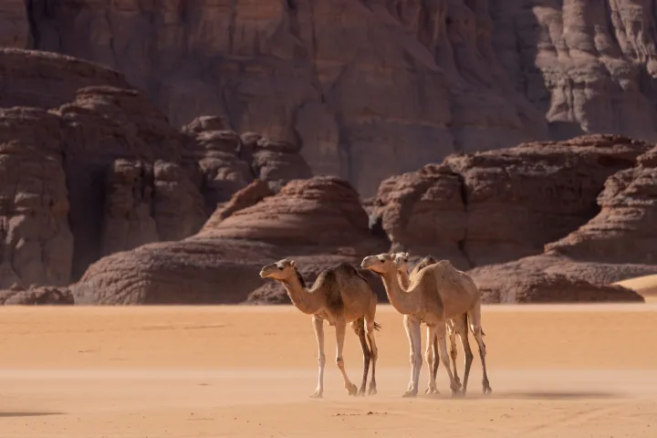 Algeria Sahara Wild Camel Desert in Algeria
