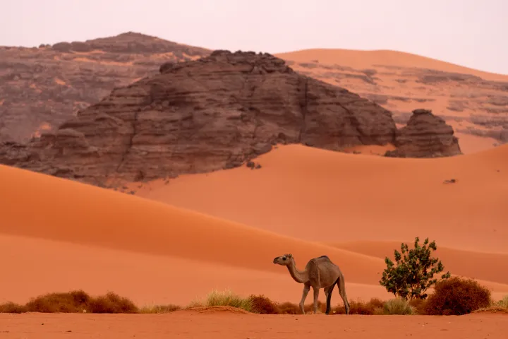 Algeria Sahara Wild Camel Desert in Algeria