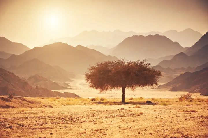 Algerian Desert Valley Acacia in Algeria