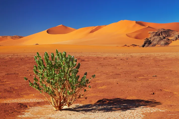 Tadrart Sahara Desert Single Tree in Algeria