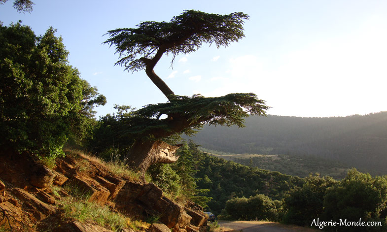 Batna — hauteurs batna