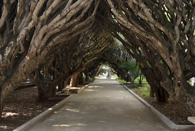 Dragonniers jardin essai alger 1 in Algiers, Algeria