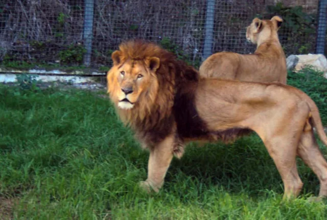 Cirque des fauves zoo de ben aknoun alger in Algiers, Algeria