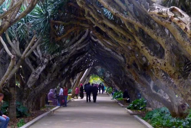 Dragonniers jardin essai alger in Algiers, Algeria