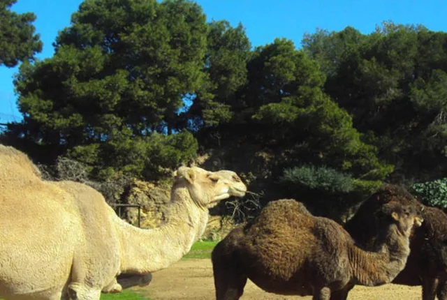 Zoo ben aknoun alger in Algiers, Algeria