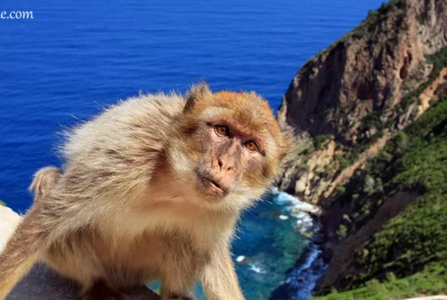 Singe cap carbon bejaia in Béjaïa, Algeria