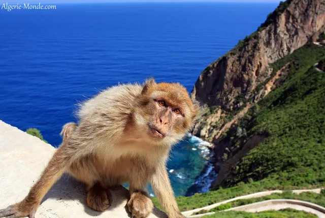 Pic des singes bejaia 1 in Béjaïa, Algeria