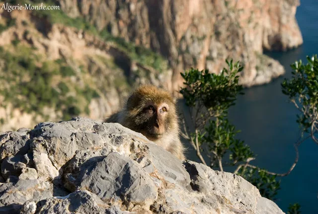Pic des singes bejaia 2 in Béjaïa, Algeria