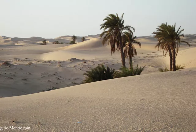 Oasis taibet touggourt in Touggourt, Algeria