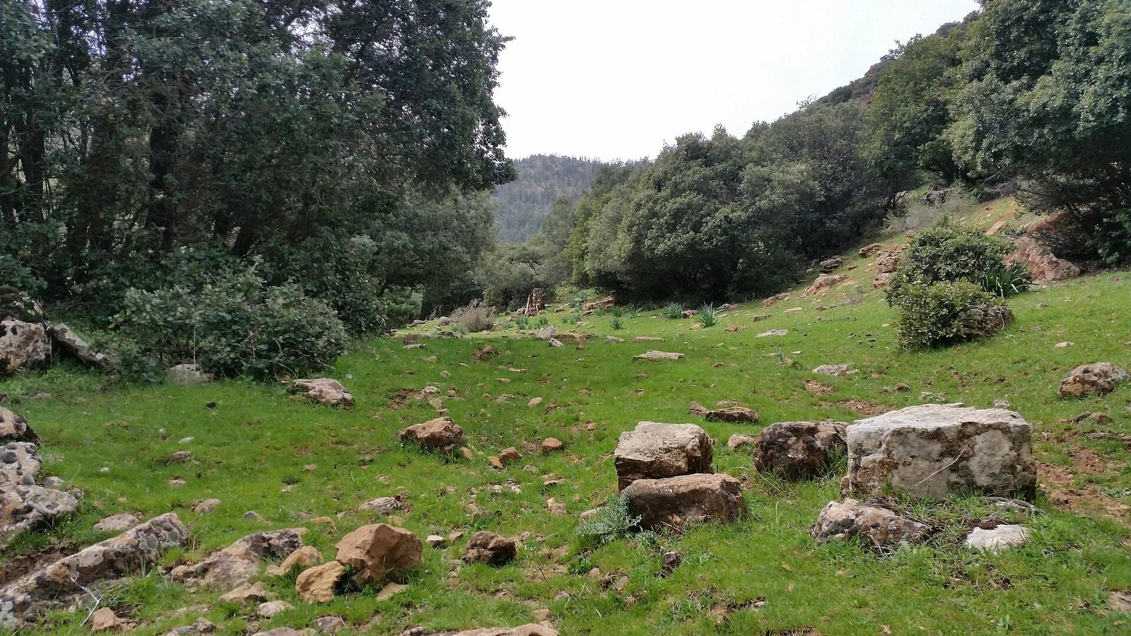 Hierba verde y rocas dispersas en un claro de un bosque de montaña.