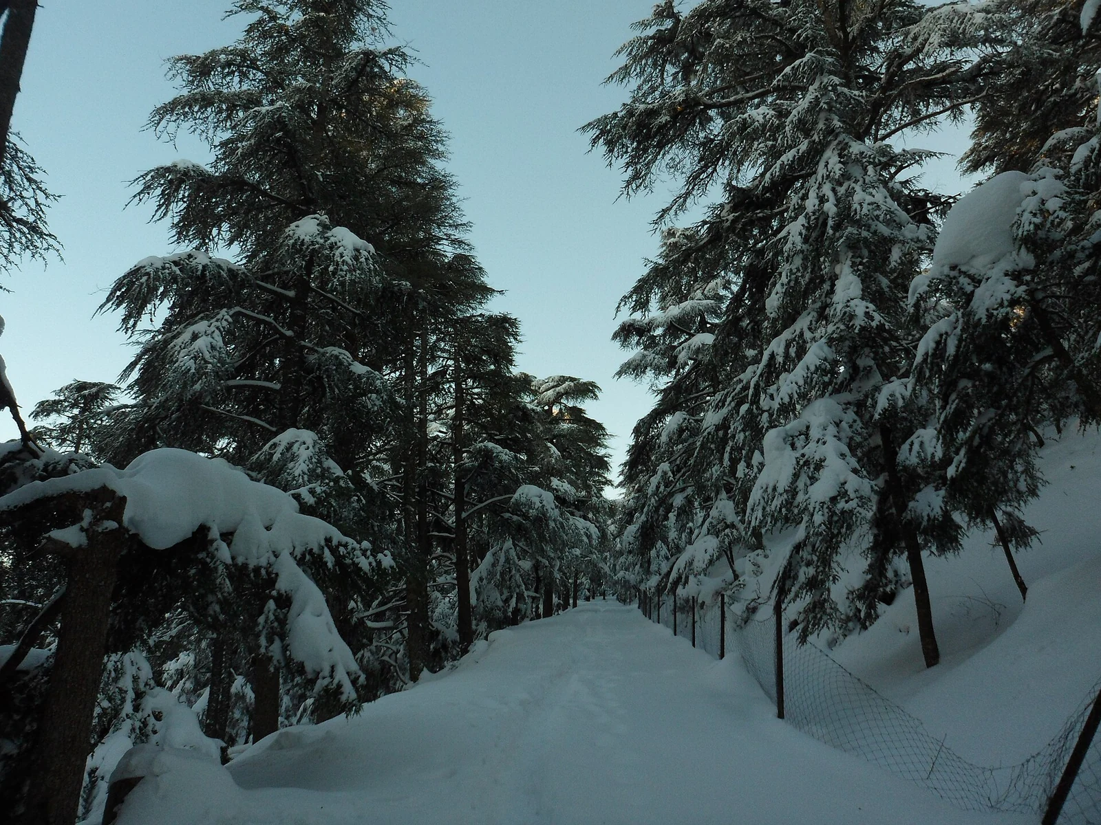Altos cedros cargados de nieve junto a un sendero nevado.